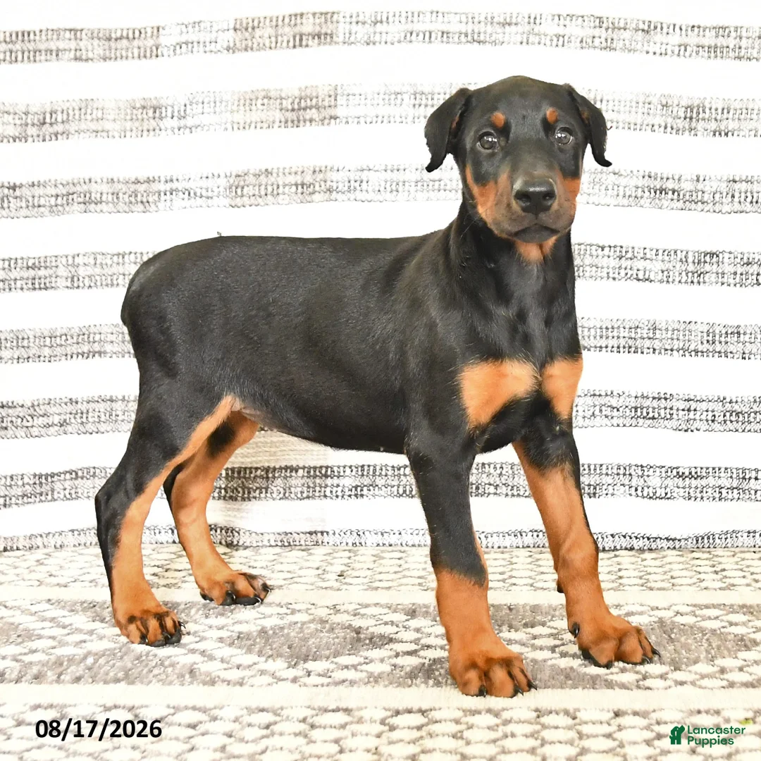 Doberman Pinscher dogs for sale: Dixie - Ad 5