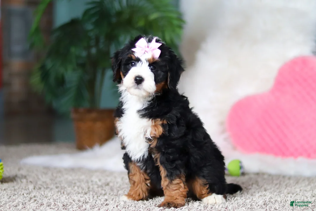 Mini Bernedoodle dogs for sale: Sapphire - Ad 2