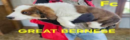 Mixed Breed dogs for sale: Mixed Breed Puppy 1 - Ad 9