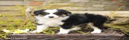 Miniature Australian Shepherd dogs for sale: Sage - Ad 3