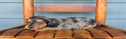 Miniature Dachshund dogs for sale: Denim - Ad 1