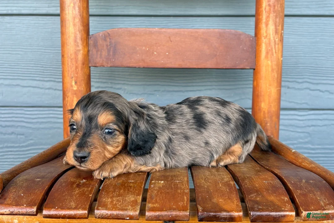 Miniature Dachshund dogs for sale: Denim - Ad 1