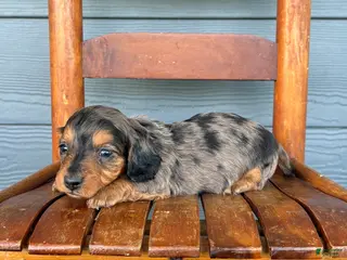 Miniature Dachshund dogs Denim - Ad 8
