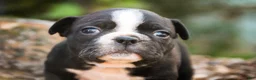Boston Terrier dogs for sale: Carol Boston Terrier  - Ad 4