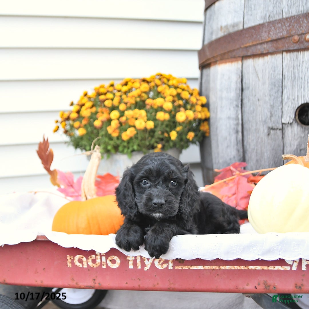 Cockapoo dogs for sale: Chloe - Ad 10