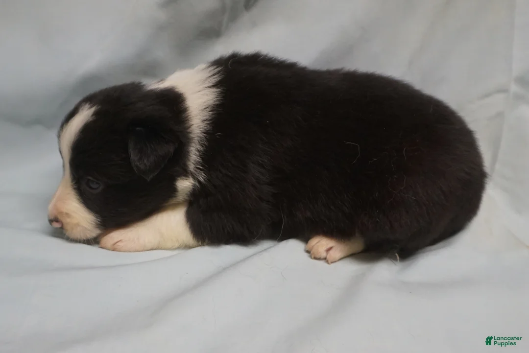 Border Collie dogs for sale: Wanda,  Puppy 1 - Ad 2