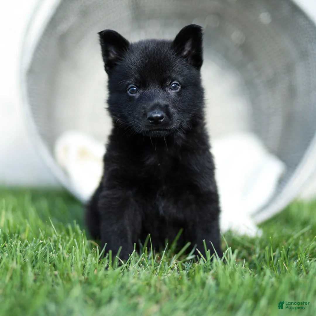 German Shepherd dogs for sale: Farley German Shepherd  - Ad 1