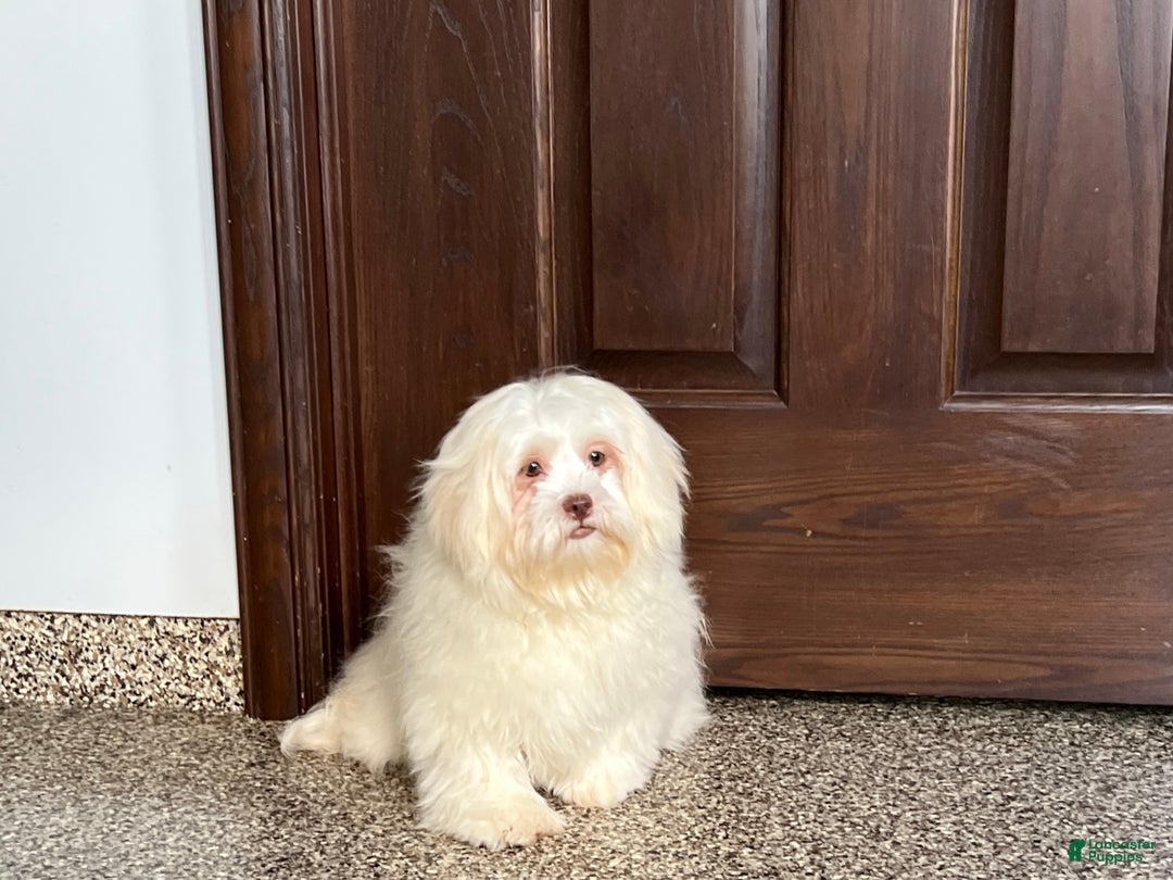 Lhasa Apso dogs for sale: Alice - Ad 2