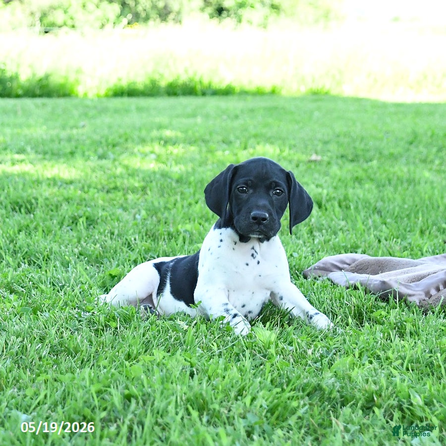 German Shorthaired Pointer dogs Rover  - Ad 1