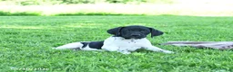 German Shorthaired Pointer dogs for sale: Rover  - Ad 1