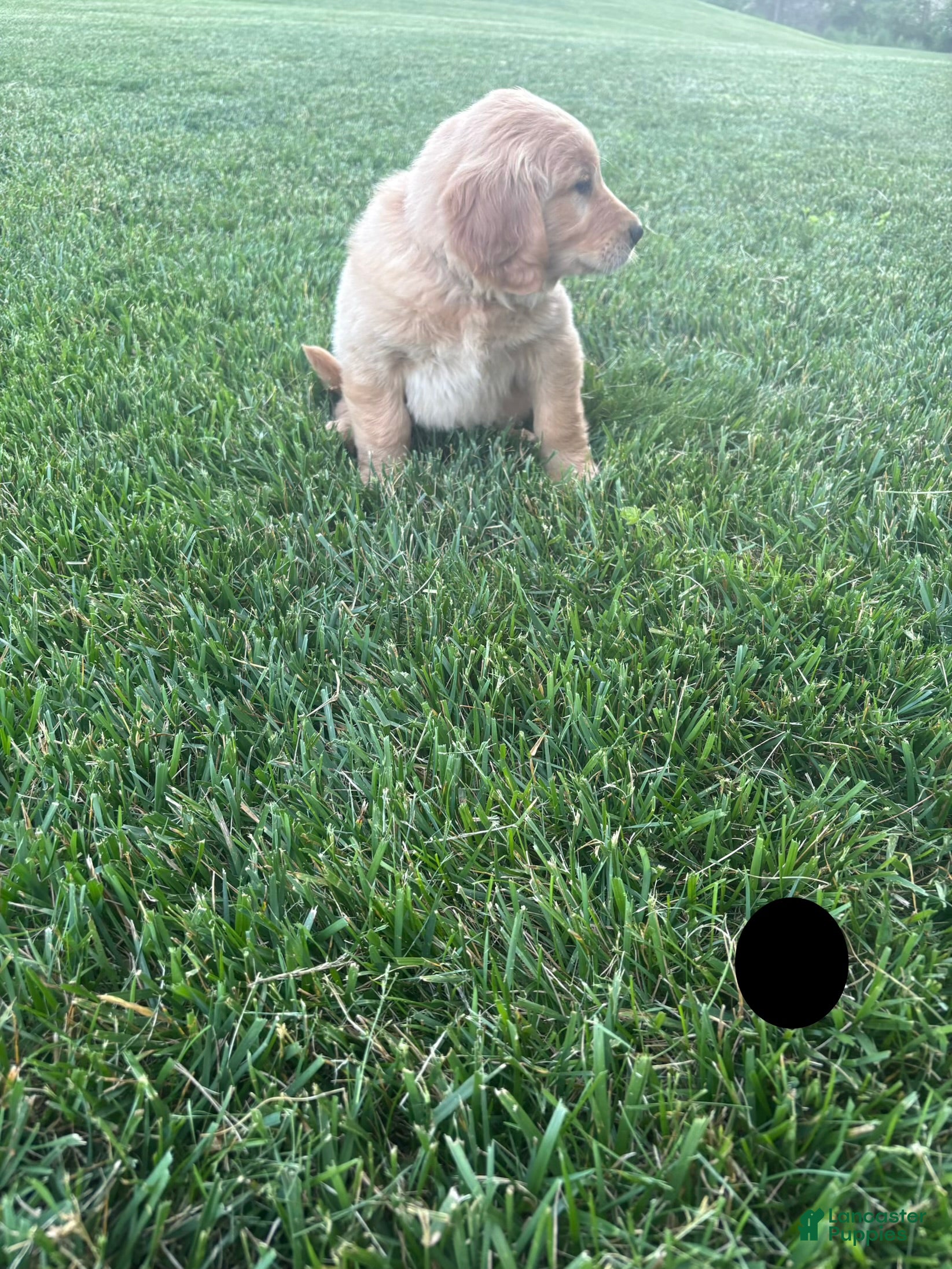 Golden Retriever dogs for sale: Buster - Ad 3