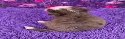 Mini Bernedoodle dogs for sale: Navi - Ad 3
