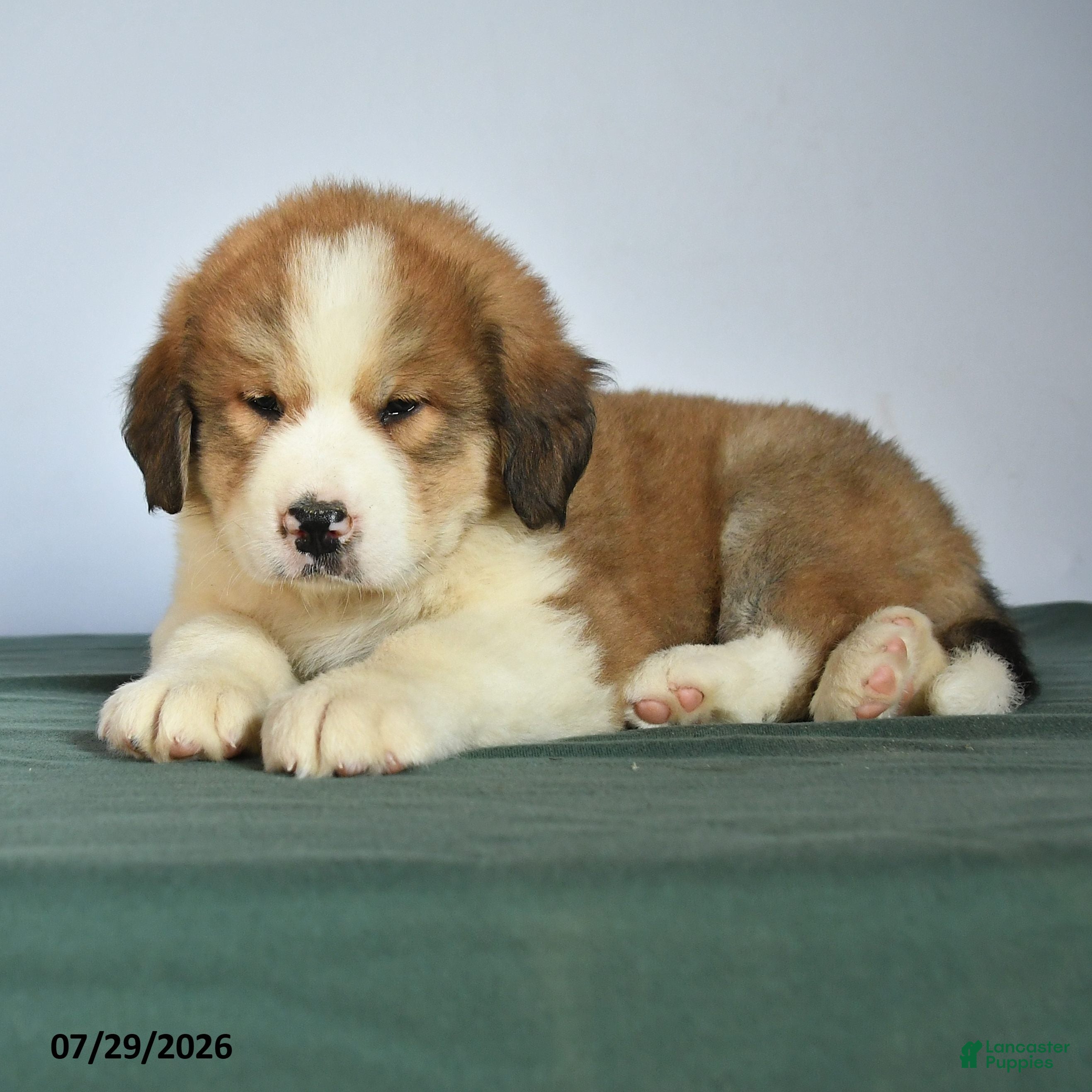 Mixed Breed dogs Chad - Ad 2