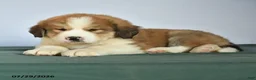 Mixed Breed dogs for sale: Chad - Ad 2