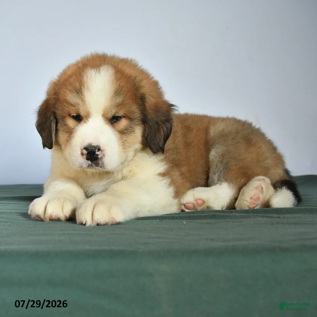 Mixed Breed dogs for sale: Chad - Ad 2