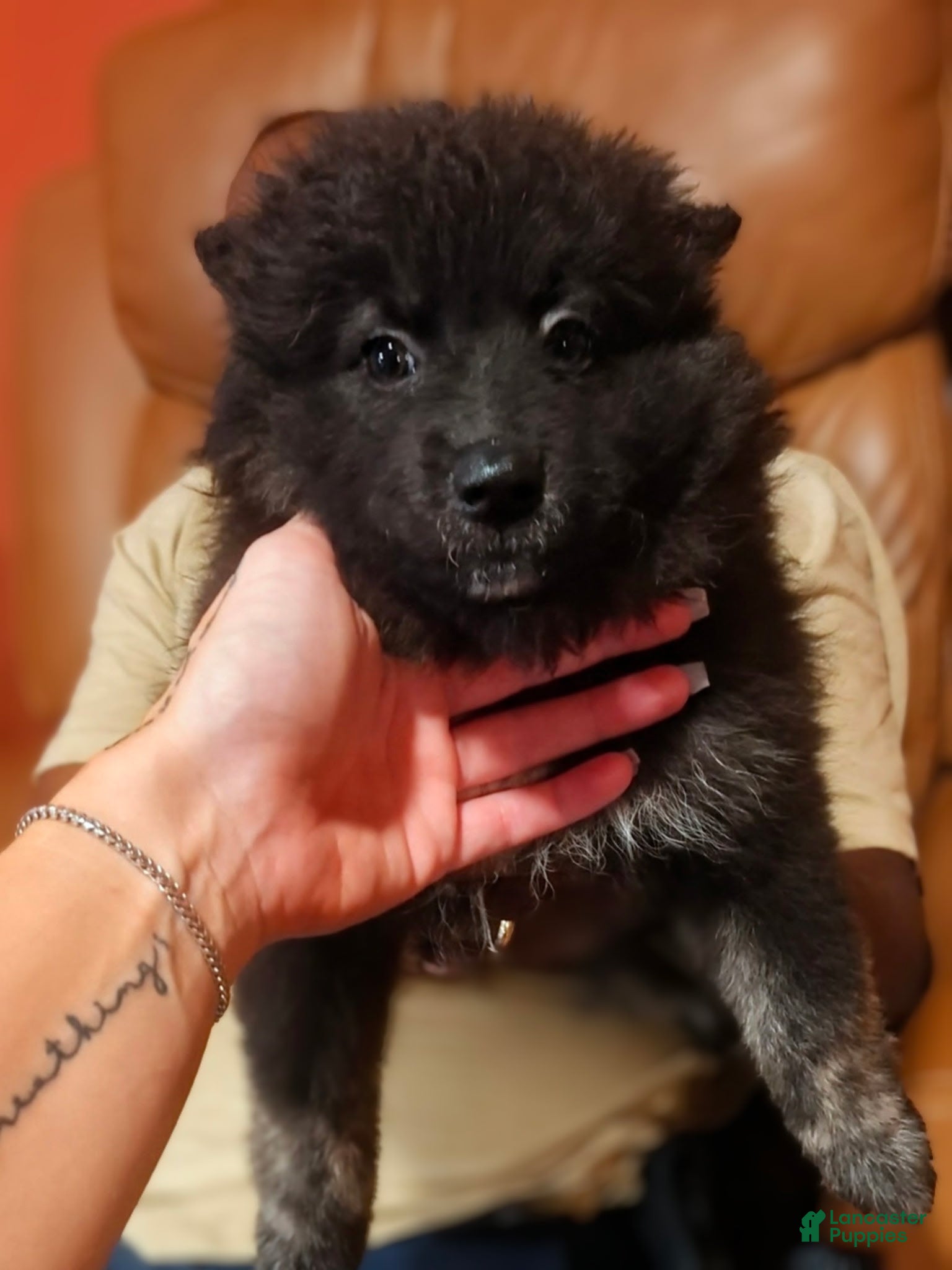 Pomsky dogs Harmony - Ad 1