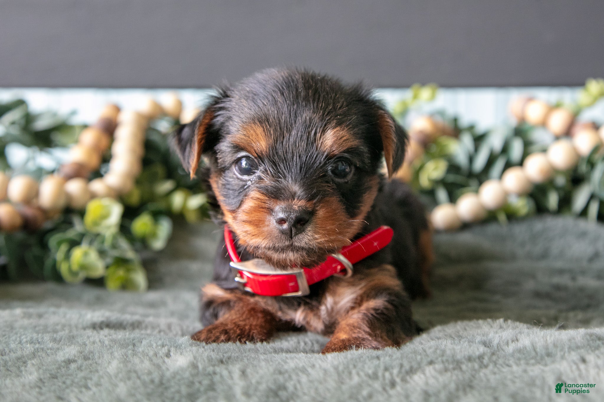 Yorkshire Terrier dogs Hunter - Ad 1