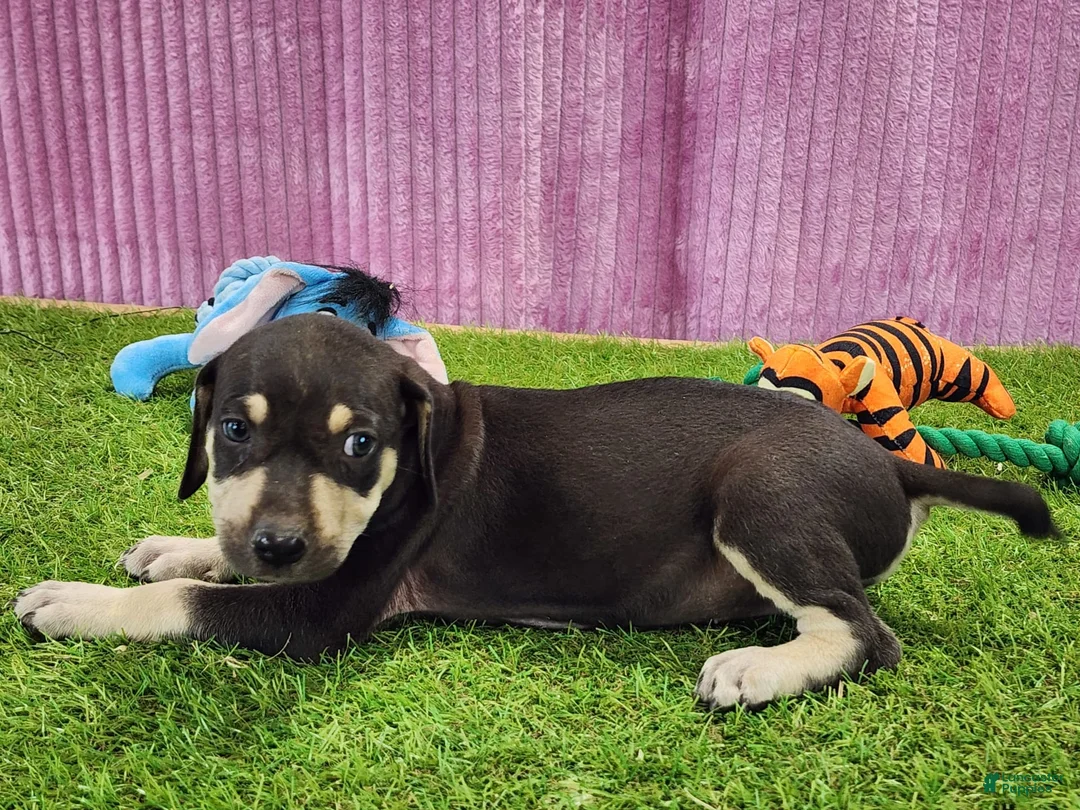 Catahoula Leopard Dog dogs for sale: Tess 2025 Female 3 - Ad 7