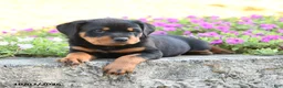 Doberman Pinscher dogs for sale: Blake - Ad 3
