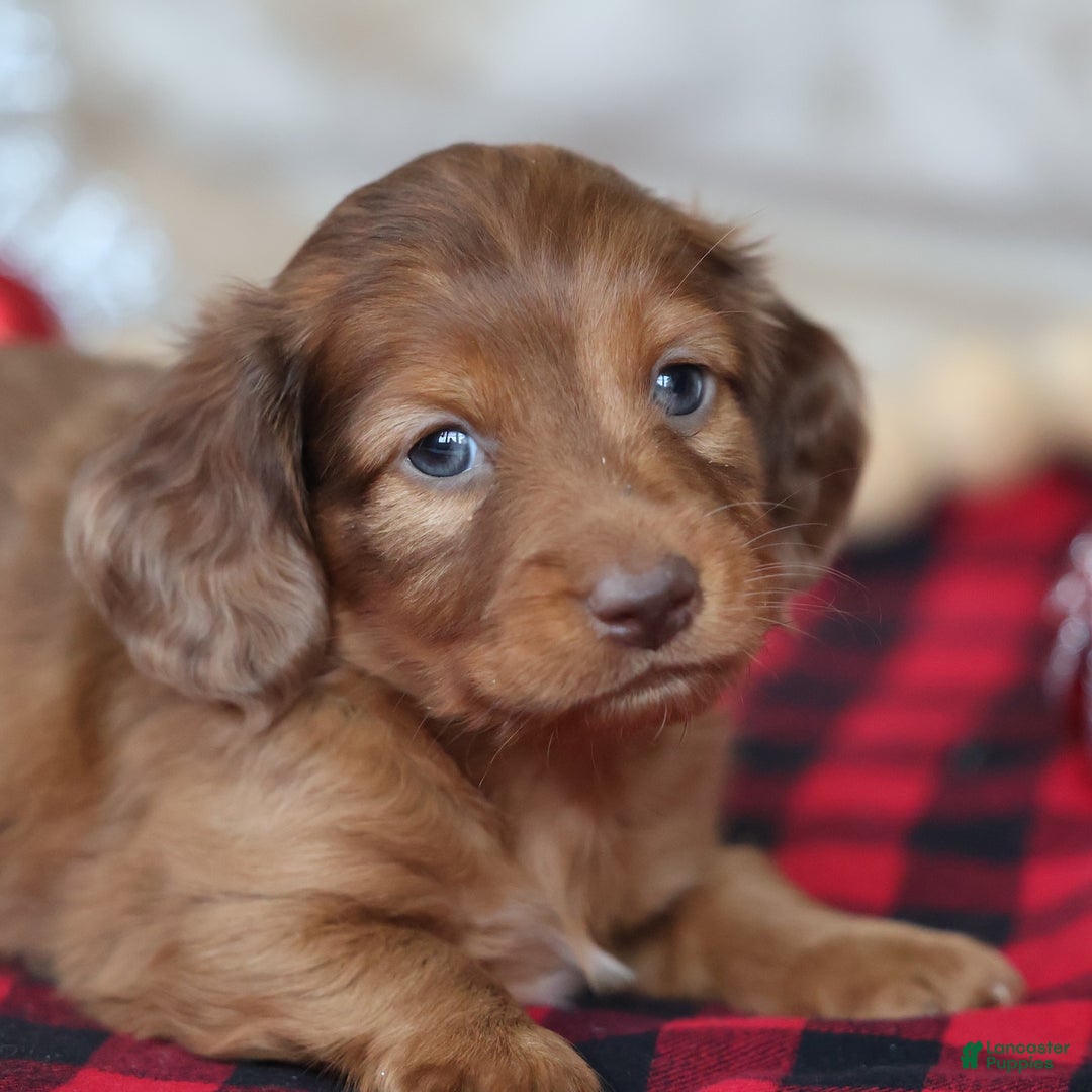 Miniature Dachshund dogs for sale: Silver  - Ad 2