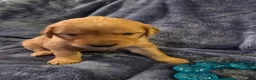 Golden Retriever dogs for sale: Pink Girl - Ad 4