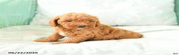 Miniature Poodle dogs for sale: Marion - Ad 4