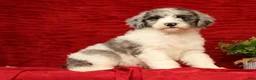Sheepadoodle dogs for sale: Bella - Ad 4