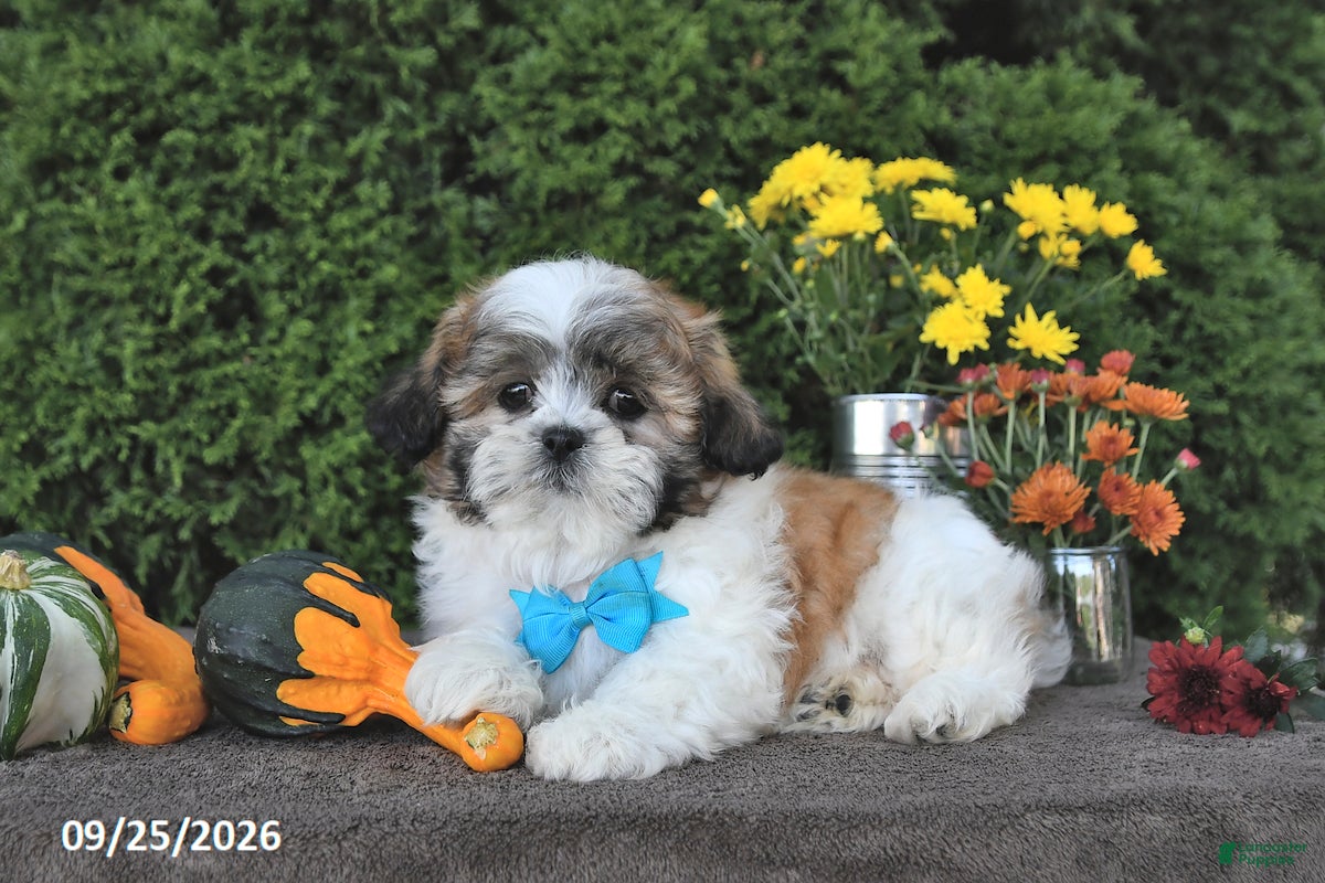 Teddy Bear dogs Tiger - Ad 1