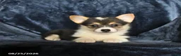 Welsh Corgi Pembroke dogs for sale: Rain - Ad 5