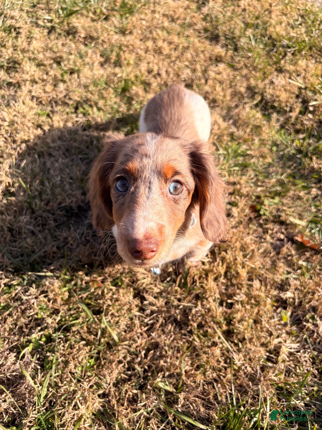 Miniature Dachshund dogs for sale: Scrappy doo - Ad 2