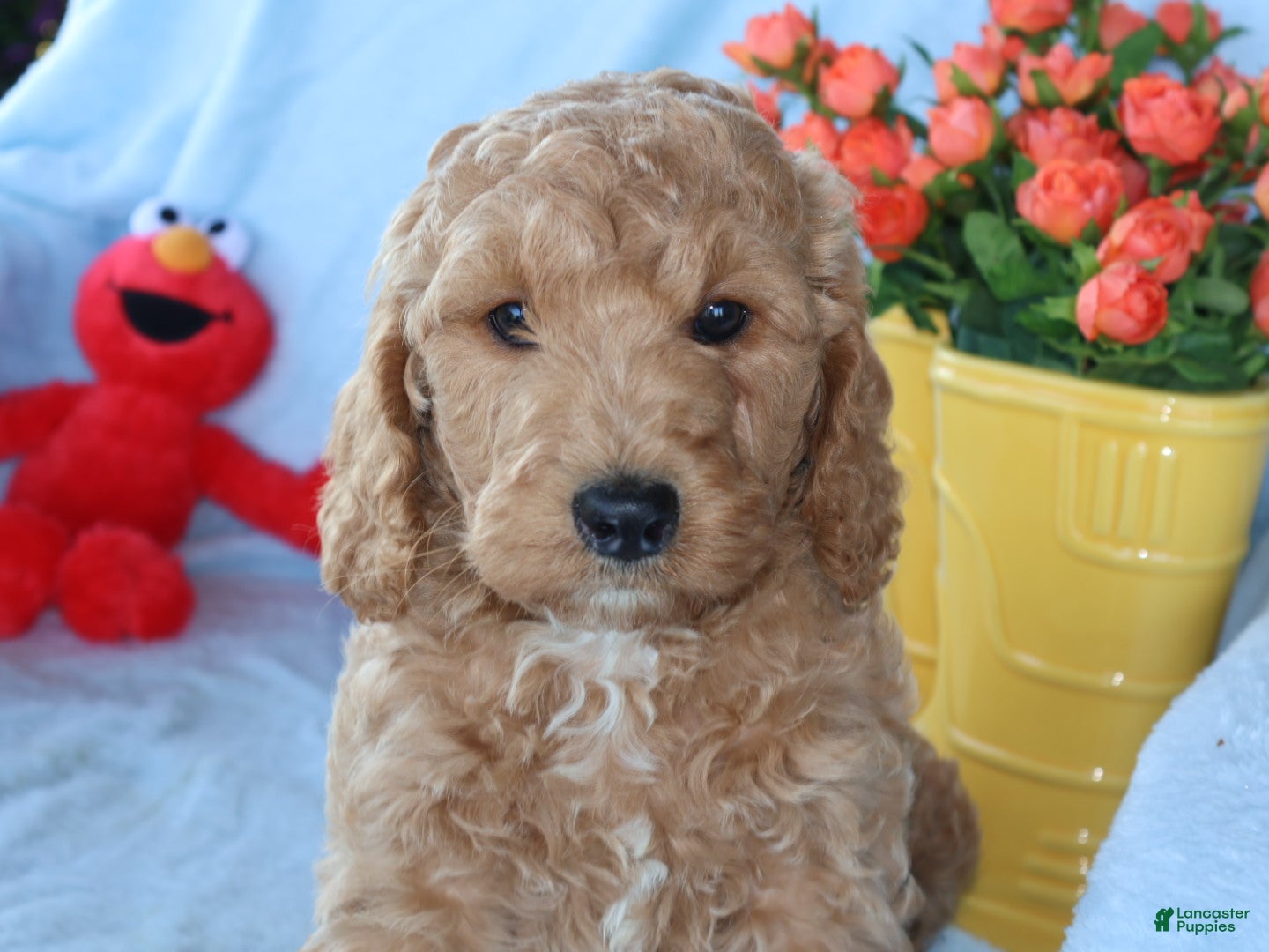 Mini Goldendoodle dogs Sweet Henry  - Ad 1