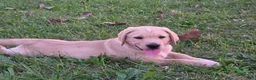 Labrador Retriever dogs for sale: Labrador Retriever 2Meet Your New Best Friend! Beautiful Yellow Male Labrador Retriever Puppies Available 💛 - Ad 7