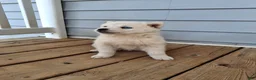 Pomsky dogs for sale: Darci - Ad 5