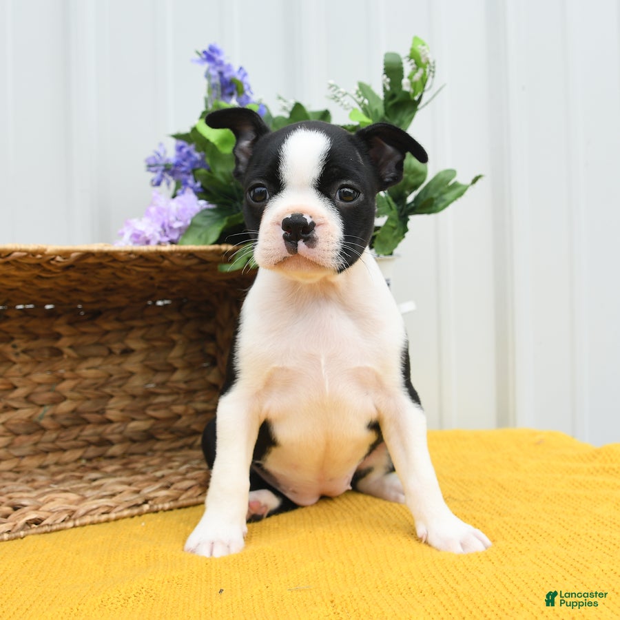 Boston Terrier dogs Billie - Ad 2