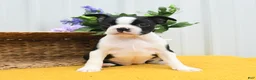 Boston Terrier dogs for sale: Billie - Ad 2
