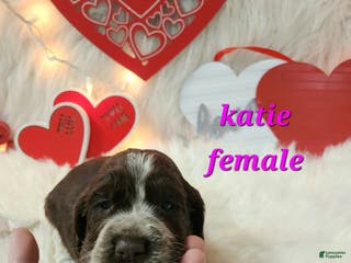 English Springer Spaniel dogs Katie - Ad 22