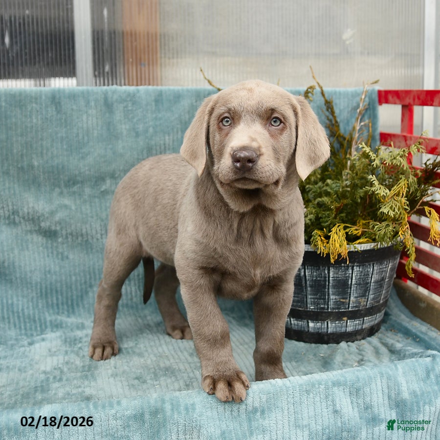 Labrador Retriever dogs Dusty - Ad 2