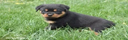 Rottweiler dogs for sale: Roscoe - Ad 6