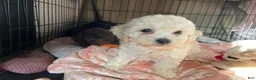 Mixed Breed dogs for sale:  Leo - Ad 4