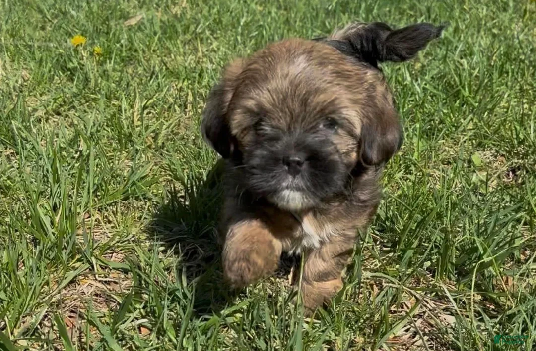 Yorkiepoo dogs for sale: Raven  - Ad 1
