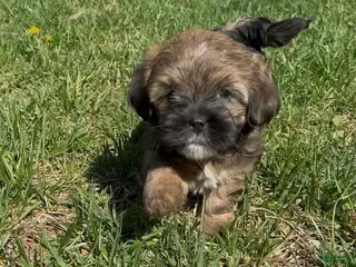 Yorkiepoo dogs Raven - Ad 16