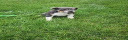 English Bulldog dogs for sale: Ada - Ad 13