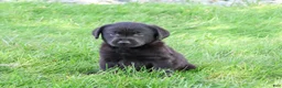 Labrador Retriever dogs for sale: Melvin - Ad 4