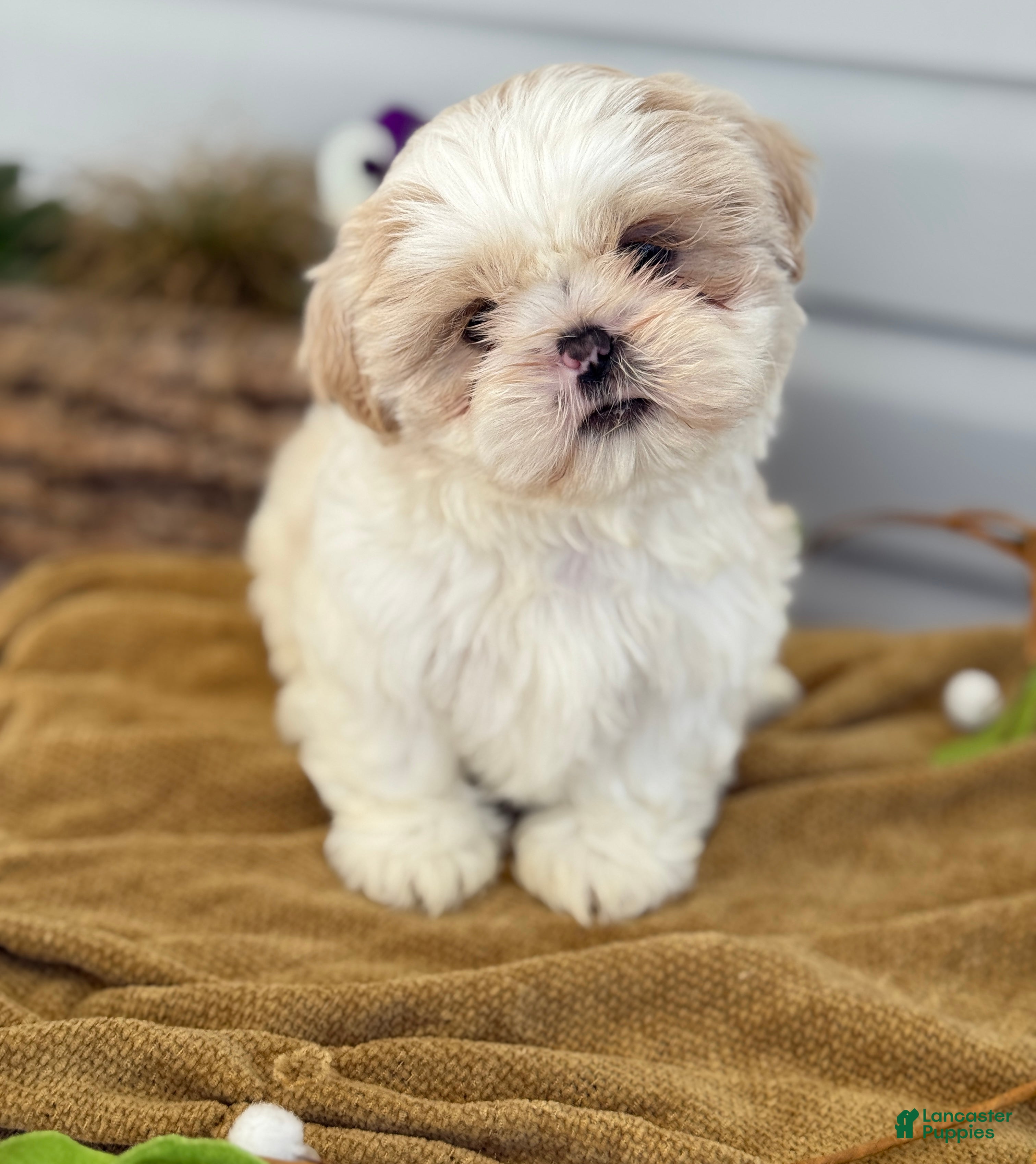 Shih Tzu dogs Chewie - Ad 1