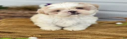 Shih Tzu dogs for sale: Chewie - Ad 1