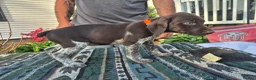 German Shorthaired Pointer dogs for sale: German Shorthaired Pointer Puppy 2 - Ad 3