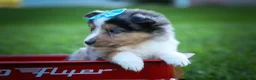 Mixed Breed dogs for sale: Graham🐶 - Ad 7