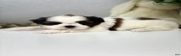 Shih Tzu dogs for sale: Jason  - Ad 5