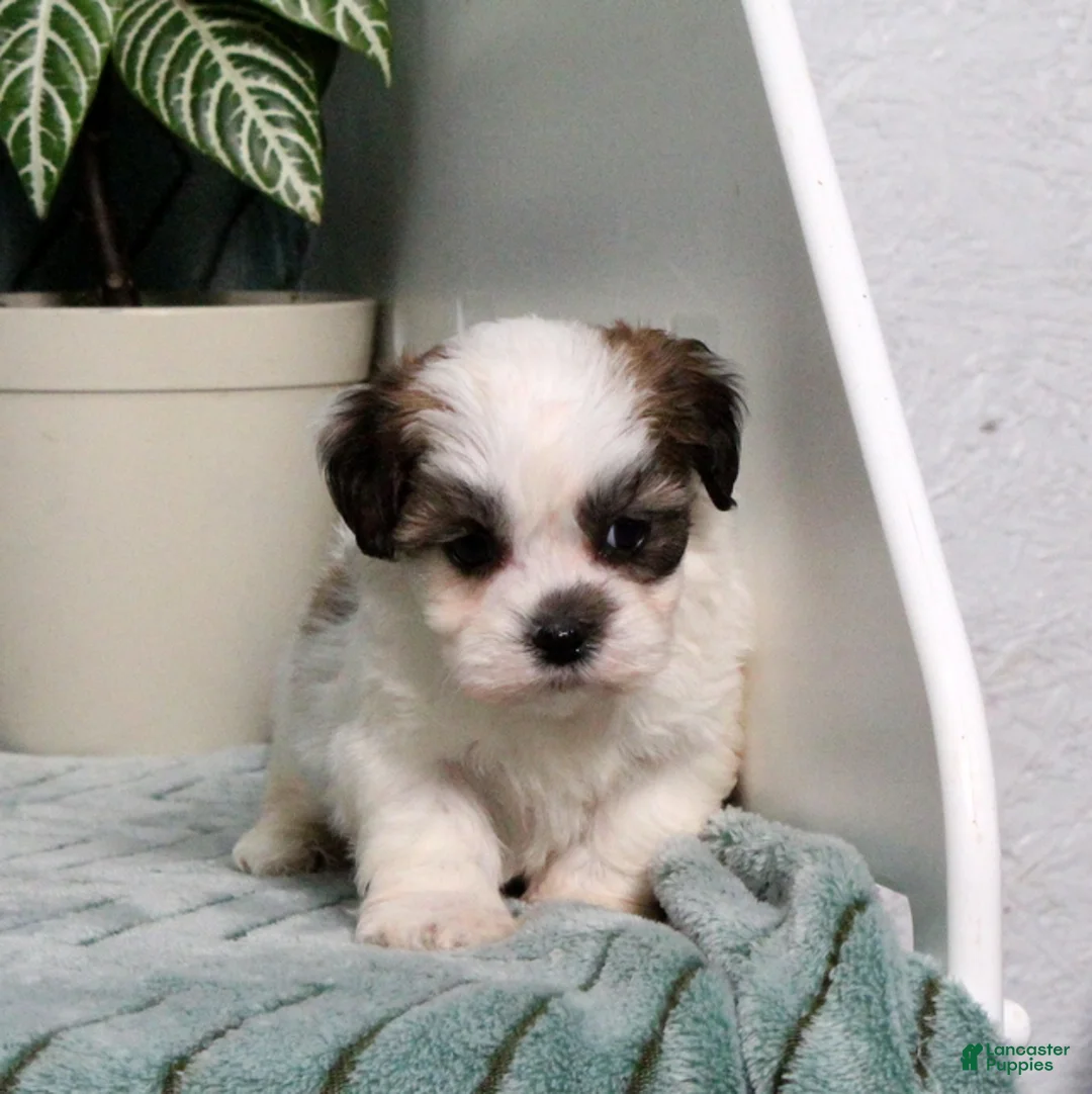 Teddy Bear dogs for sale: Isaac - Ad 5