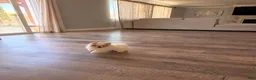 Pomeranian dogs for sale: Pikachu  - Ad 2